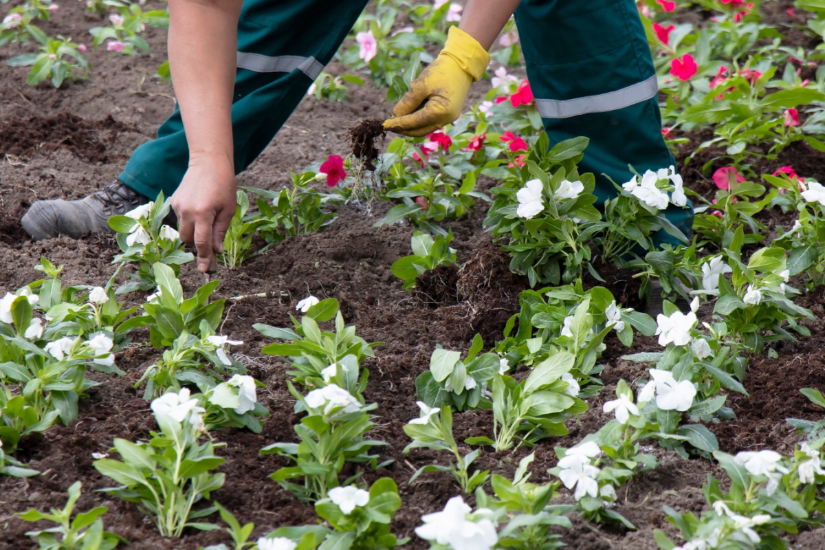 Grounds Maintenance Services in St. Louis | Landscape Care